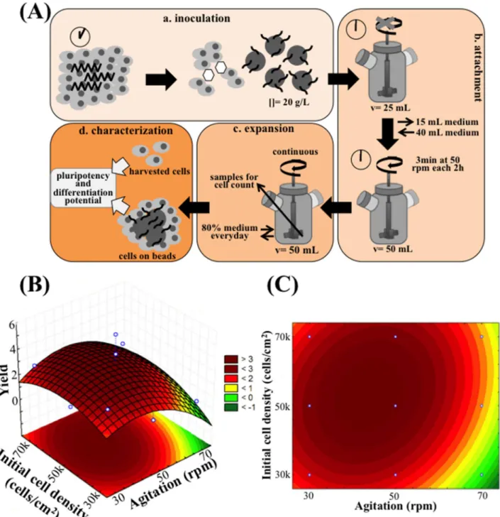 Fig 3. Scaling-up hiPS cell expansion in E8 medium to a 50 mL spinner flask, under dynamic conditions