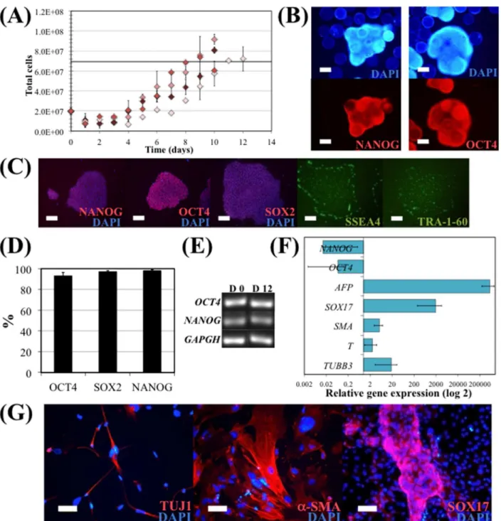 Fig 4. hiPS cell expansion in E8 medium, in a 50 mL spinner flask. EDTA clump inoculation was performed using 55,000 cells/cm 2 and a continuous agitation at 44 rpm (optimal values obtained solving the quadratic model)