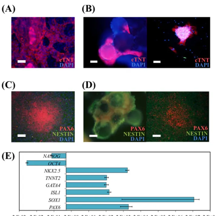 Fig 5. hiPS cells cultured in spinner flasks with E8 medium and VtnM retain their differentiation potential