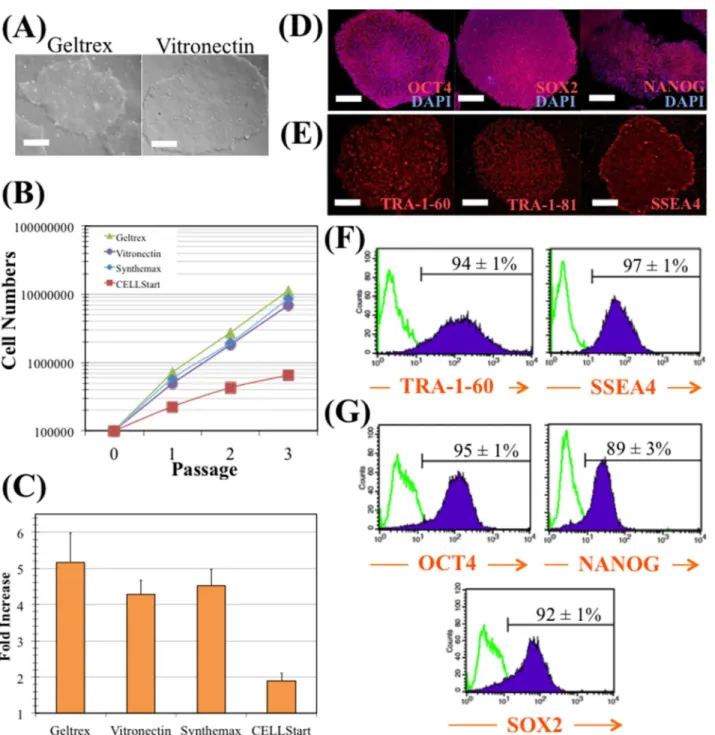 Fig 1. hiPS cell maintenance in E8 medium and vitronectin. (A) Colonies cultured with E8 medium in Geltrex (left panel), and in vitronectin (right panel).