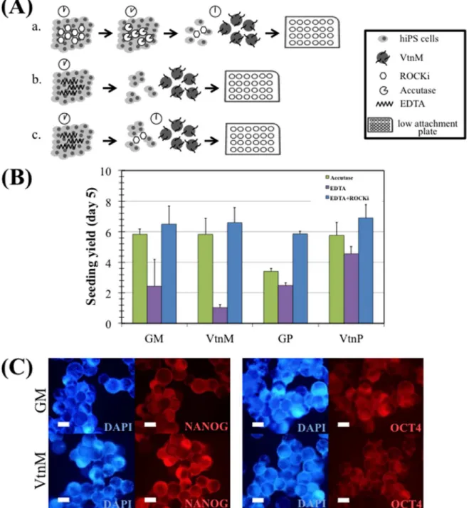 Fig 2. hiPS cell expansion on microcarriers in E8 medium, under static conditions. (A) Three different inoculation strategies: a