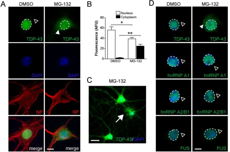 Figure 2. Proteasome inhibition results in cytoplasmic accumulation of TDP-43, but not hnRNP A1, hnRNP A2/B1 or FUS in primary hippocampal neurons