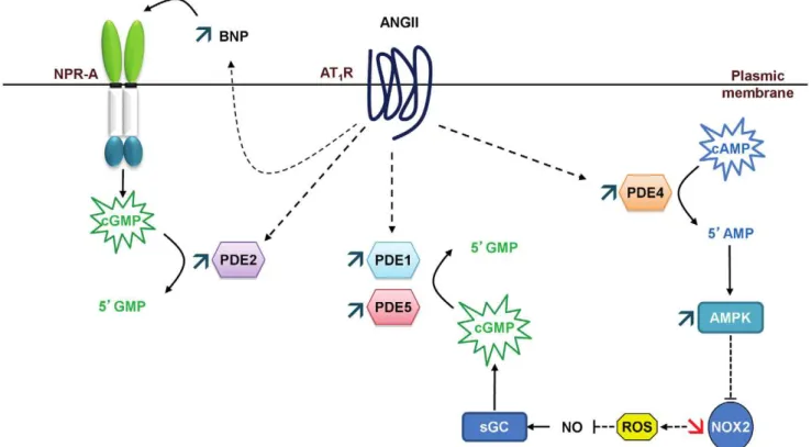 Figure 9. Proposed cardioprotective mechanisms that could lead to increase cGMP. The expression of natriuretic peptides could increase