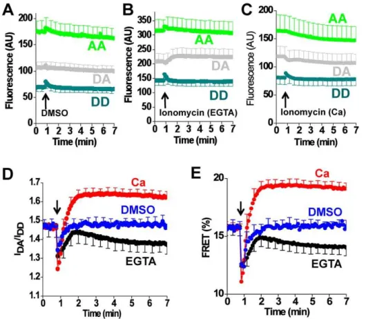 Figure 9. Ca 2+ -dependent conformational changes of 2-color SERCA (construct 509). A