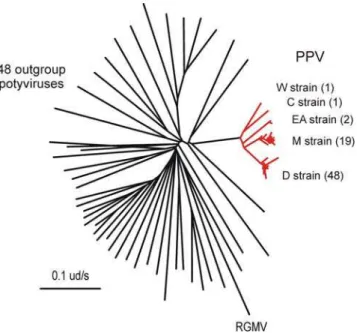 Table 1. Potyviruses found both in Australia and elsewhere.