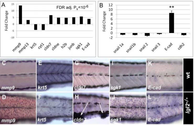 Figure 3. pen/lgl2 mutant epidermal cells differentially express EMT regulators. Graphical representation of expression data of some of the relevant genes obtained by microarray (A) and quantitative RT-PCR (B)