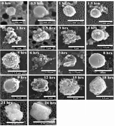 Fig. 2. Time-lapsed SEM images of carbonate precipitation by Archaeoglobus fulgidus cells over a 24-h period.