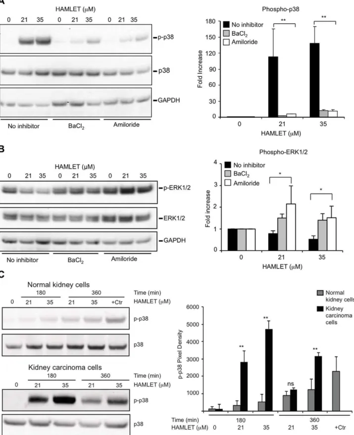 Figure 7. Ion channel inhibitors reduce protein phosphorylation. Amiloride or BaCl 2 reduced phosphorylation of targets in the p38 signaling Lung carcinoma cells were exposed to HAMLET (21 and 35 mM) for 1 hour, protein lysates were blotted, incubated with