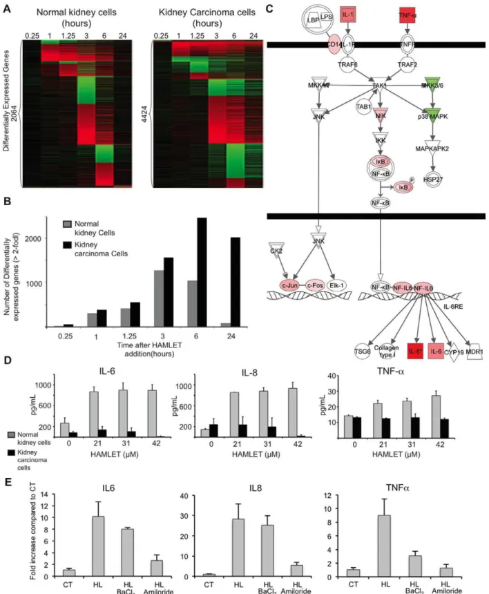 Figure 8. Innate immune response to HAMLET in normal, differentiated cells. (A) The transcriptional response to HAMLET is qualitatively different in normal cells (RPTEC), as shown by the heat map of genes with a log2 fold change .2 at any time point