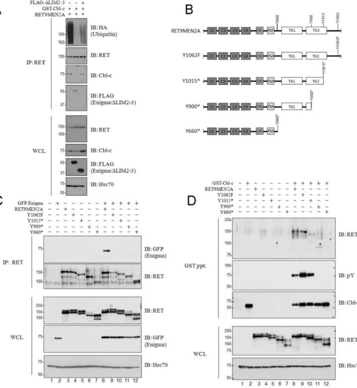 Figure 4. Enigma blocks Cbl-c-mediated RET9MEN2A ubiquitination. (A) HEK293T cells were transfected with RET9MEN2A along with GST- GST-Cbl-c, FLAG-Enigma or FLAG-EnigmaDLIM2-3 alone and in combination as indicated above the blots