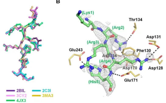 Figure 4. Comparison of SKI-O-068 and AMPPNP. (A) The Fo – Fc electron density map (in gray and contoured at 3.0 s) and three key residues (Lys67, Glu89 and Asp186) are depicted