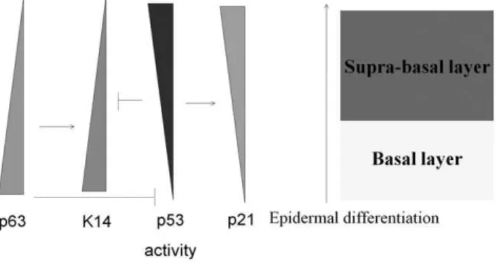 Figure 9. p53 and p63 are involved in the regulation of epidermal differentiation. p63 is used as a stem cell maker because it is persistently expressed in the basal layer of the epidermis and is inhibited during epidermal differentiation