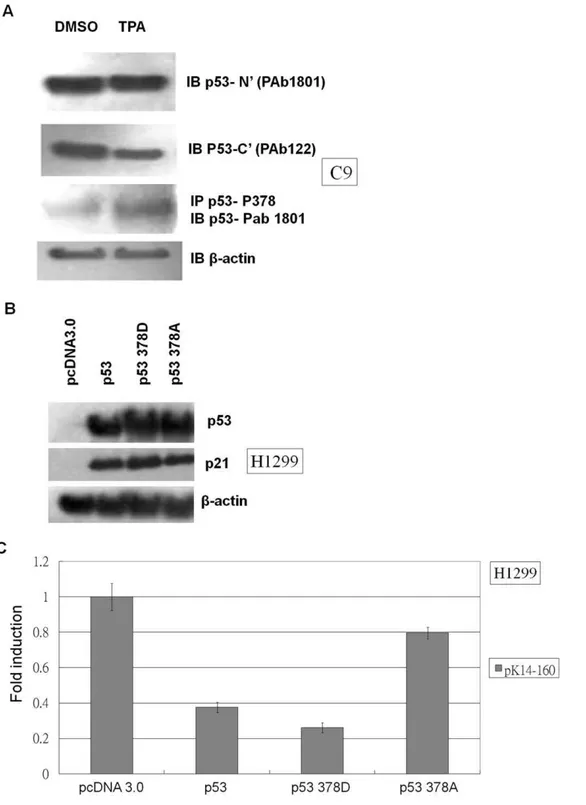 Figure 6. TPA-induced modification of p53 residue 378 moderates the suppression of K14 expression