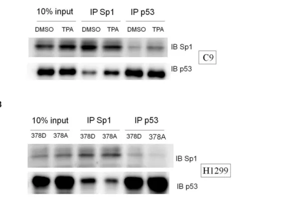 Figure 7. Sp1 and p53 interaction under TPA treatment depends on the phosphorylation status of p53 residue 378