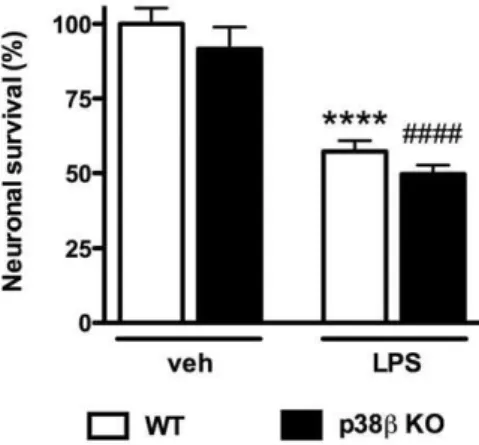 Figure 3. Microglial p38b MAPK deficiency failed to protect cortical neurons against LPS-induced neurotoxicity in  microg-lia/neuron co-culture