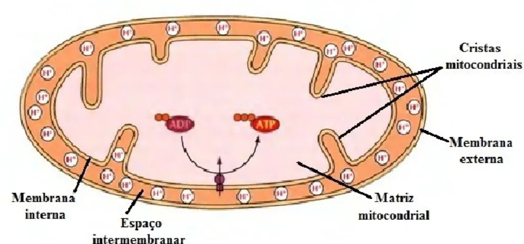 Figura 1.6. Estrutura da mitocôndria (imagem adaptada).  [48]