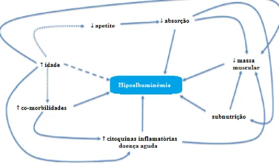 Figura 2. Causas de hipoalbuminémia na população geriátrica: a hipoalbuminémia é causada por  diversos factores como o aumento das co-morbilidades, diminuição de apetite, diminuição da absorção a 