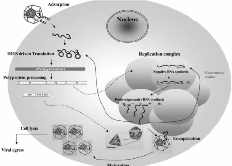 Fig. 2 – Ciclo de replicação viral do vírus da Encefalomiocardite murina (Carocci, M. et al, 2012) 