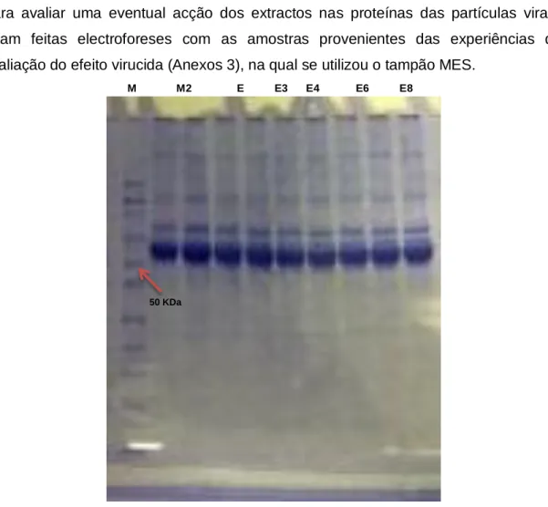 Fig.  13  –  Electroforese  de  proteínas  com  o  kit  NuPAGE®  Novex  Midi  Gels  (Invitrogen™)  em  tampão  MES