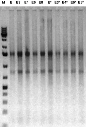 Fig. 14  – Electroforese de RNA intracelular extraído de amostras do ciclo replicativo às 8 e 16 horas pós infecção