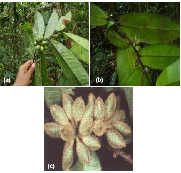 FIGURA 02 - Ramos de (a) Guatteria blepharophylla, (b) G. friesiana e (c) G. hispida. FONTE: 