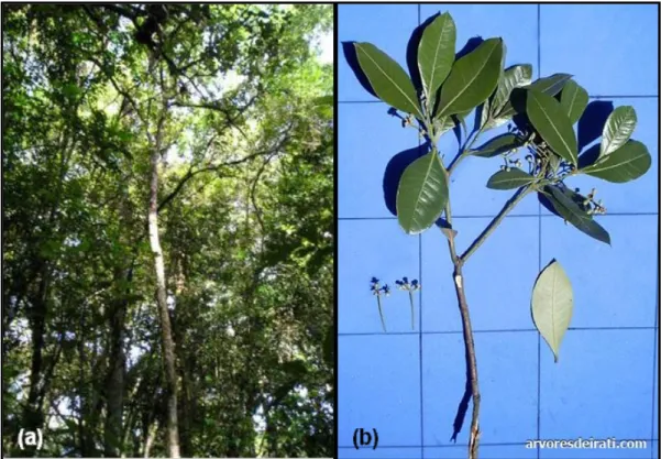 FIGURA  04  –  (a)  Aspecto  geral  de  Pimenta  pseudocaryophyllus  em  seu  habittat  natural  e  (b)  detalhes  das  folhas