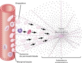 Figura 10. Movimento de neutrófilos por diapedese através de poros capilares e por  quimiotaxia em direção a uma área de dano tecidular ( Guyton &amp; Hall, 2006)