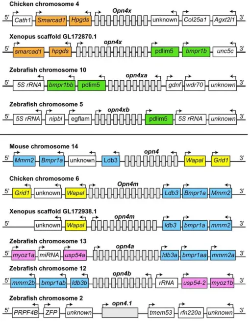 Figure 1. Five zebrafish opn4 -related genes arose by duplication and retrotransposition