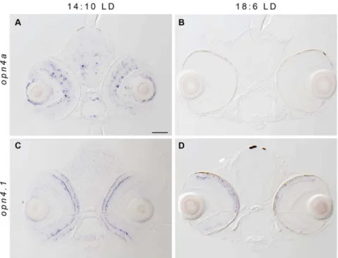 Figure 4. Photoperiod length influences melanopsin expression. (A, C) Larvae housed in 14:10 LD or (B,D) 18:6 LD cycles were fixed at ZT1 at 96 hpf, and assayed for opn4-related gene expression
