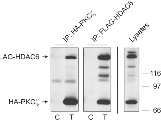 Fig 1. Atypical PKCζ exists in a complex with HDAC6. HA-PKCζ and FLAG-HDAC6 were transfected into HEK cells and reciprocal immunoprecipitations performed using antibodies for each tag as described in Materials and Methods