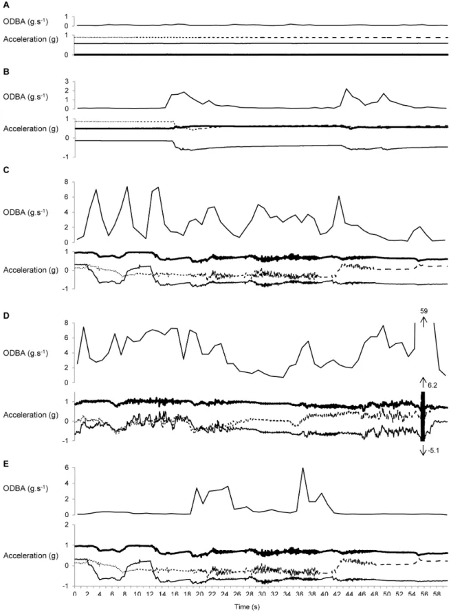 Figure 2.  Accelerometer traces and Overall Dynamic Body Acceleration (ODBA) for A. Sleeping, B