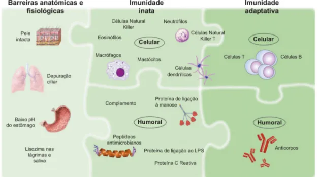 Figura 11: Sistema imunológico humano (Adaptado de (96)). 