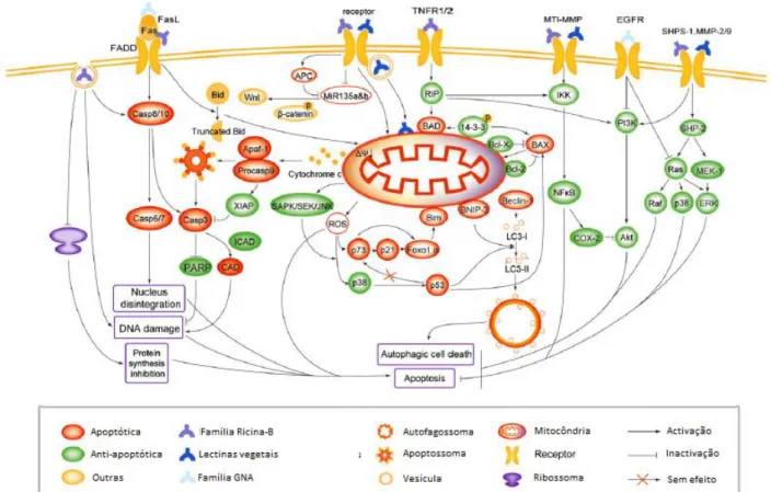 Figura  11  –  As  lectinas  de  plantas  induzem  a  morte  celular  das  células  tumorais  via  morte  celular  programada