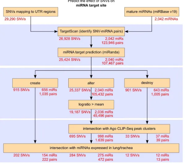 Figure 2. Pipeline for the analysis of SNVs’ effect on miRNA target sites in more detail (dashed box from Figure 1)
