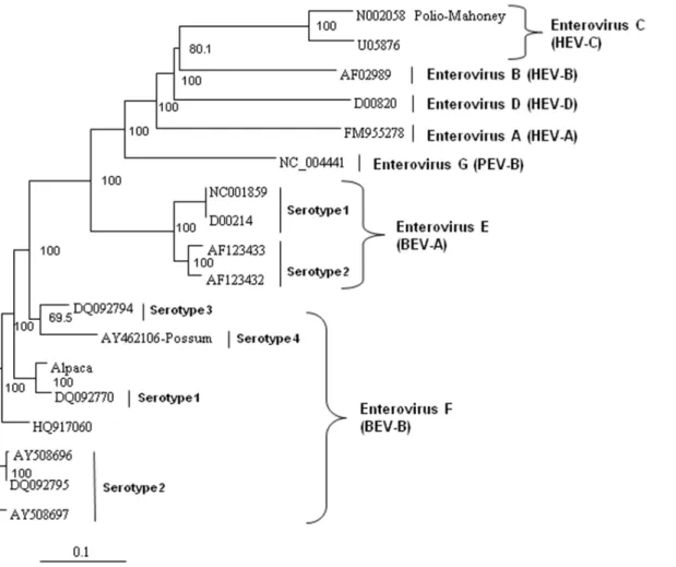 Figure 4. Neighbor-joining phylogenetic tree of the deduced amino acid sequences from the complete enterovirus polyprotein.