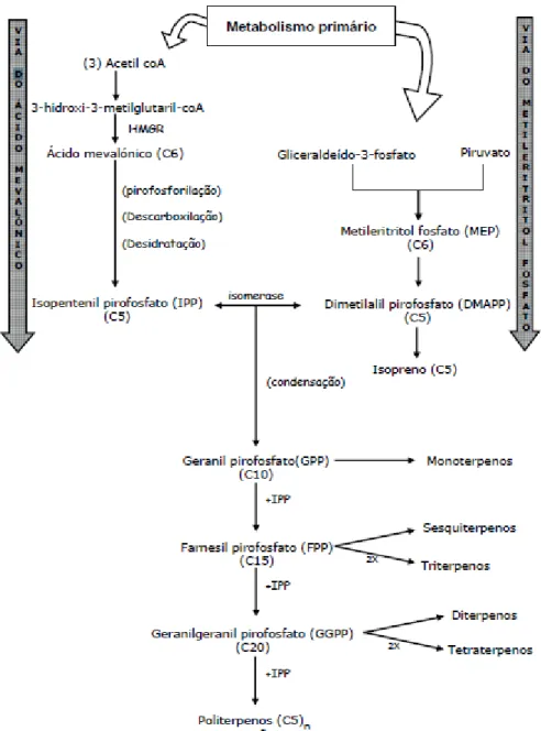 Figura  1.  Biossíntese  de  terpenos  pela  via  do  ácido  mevalónico  e  pela  via  do  metileritritol  fosfato  (adaptado de Seigler 1998 e Costa 2005)