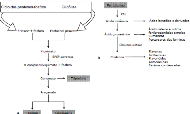 Figura  2.  Representação  esquemática  da  a)  via  biossintética  do  ácido  xiquímico  e  da  b)  via  de  formação de fenóis a partir da fenilalanina (adaptado de Costa 2005, Pereira 2006, Lobo e Lourenço  2007).