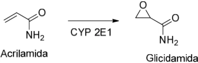 Figura 1. Biotransformação da acrilamida em glicidamida mediada pelo citocromo P450 2E1