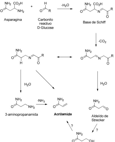 Figura 2. Mecanismo proposto para a formação de acrilamida nos alimentos processados termicamente