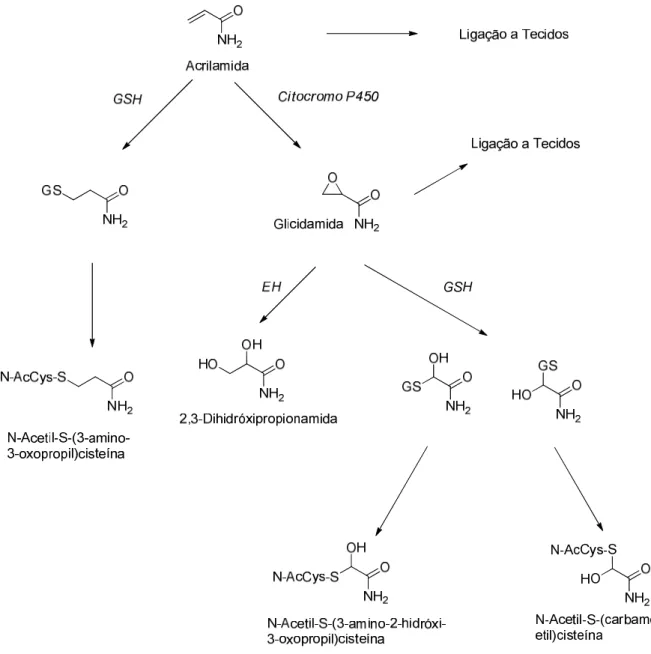 Figura 3. Via metabólica proposta para a AA nos mamíferos. GSH, glutationo; EH, epóxido hidrolase