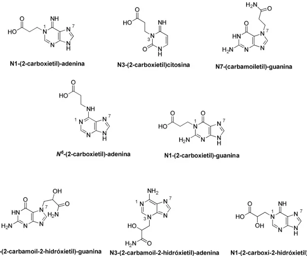 Figura  4.  Estrutura  química  dos  principais  aductos  de  DNA  da  acrilamida  e  da  glicidamida