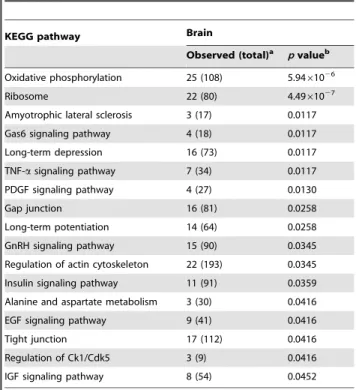 Table 2. Classification of chitosan-regulated genes in the brain by KEGG pathways.