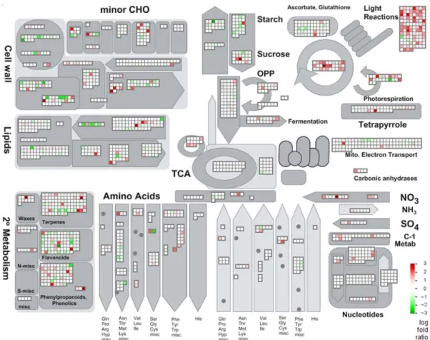 Figure 2. Functional categorization of differentially regulated genes in symptomatic fruits