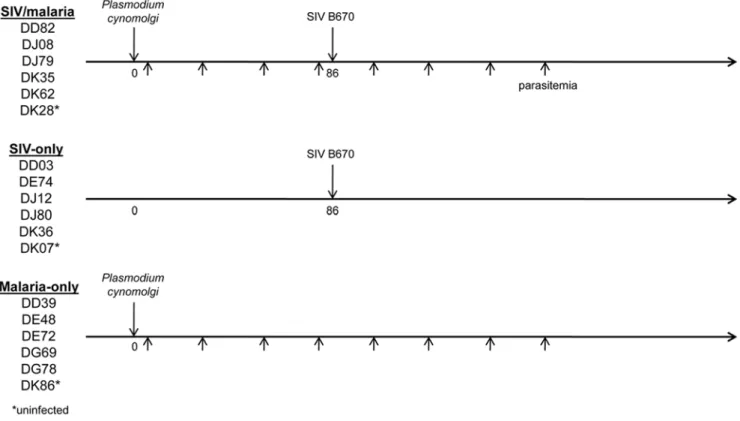 Figure 1. Experimental protocol. Eighteen rhesus macaques were randomly divided among three groups: SIV/malaria, SIV-only, and malaria-only.