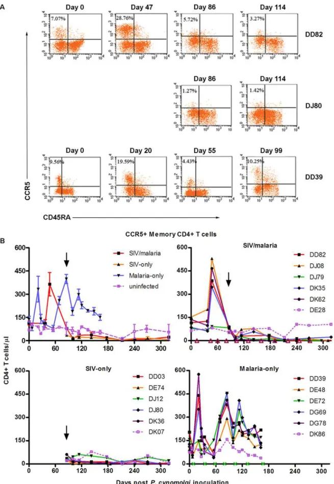 Figure 5. Plasmodium infection increases CCR5+ memory CD4+ T cell populations, which SIV infection rapidly eliminates