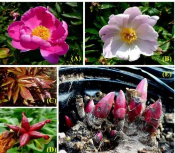 Fig 1. Ornamental organs and experimental samples of P . lactiflora ‘ Hangbaishao ’ . (A) The pink purple flower in the early florescence stage