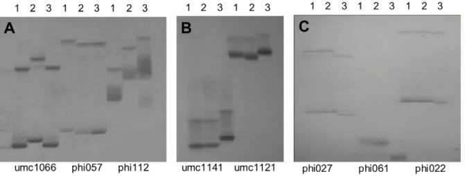 Table 1. Polymorphic SSR markers screened among QCL5019, Taixi19, and QCL3021 through whole genome in maize.
