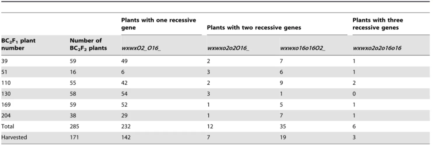 Table 3. Foreground selection for BC 2 F 2 population using SSR markers.