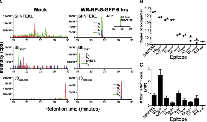 Figure 3. Detection and quantitation of SIINFEKL and VACV epitopes from WR-NP-S-GFP infection