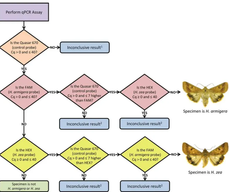 Fig 4. Decision tree flowchart developed using the interpretation rules for the triplex real-time PCR assay run on a Bio-Rad CFX96 system.